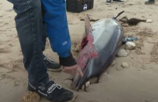 Несколько десятков мертвых дельфинов на пляжах Иль-де-Ре найдены всего за 3 дня