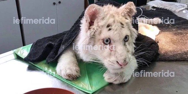 Зоопарк Аттики: белого тигра нашли брошенным под мусорным баком