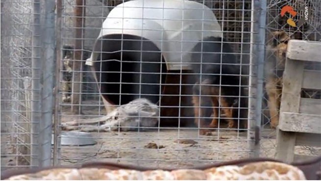 SaveAGreekStray подает в суд на муниципалитет Спарты за ужасные условия в приюте для собак