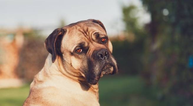 Владельцам собак: как понять, что ваш питомец испытывает боль и нуждается в помощи