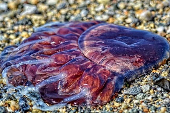 Бурые медузы: новая напасть в Греции