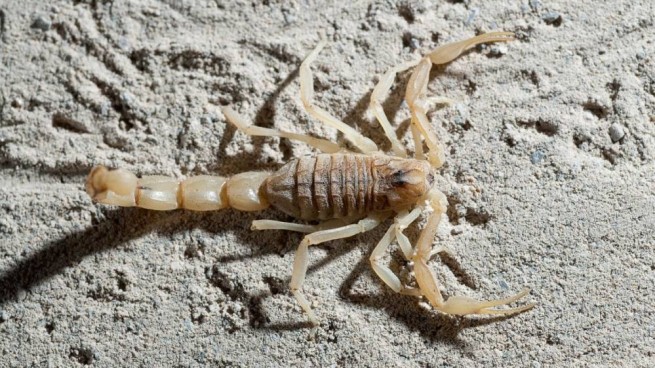 Два новых вида скорпионов обнаружены в Греции
