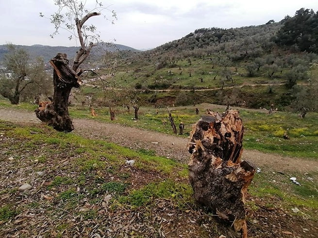 Мигранты на Лесбосе сожгли более 5000 оливковых деревьев