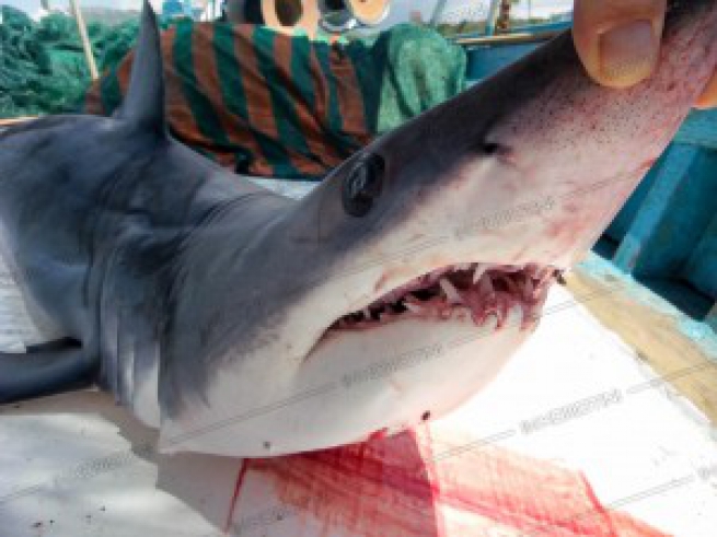 В Комотини поймали… полутораметровую акулу!