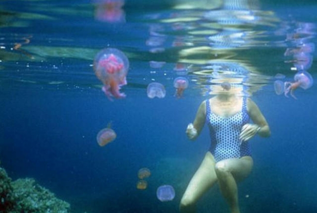 «Вторжение» медуз на греческие пляжи