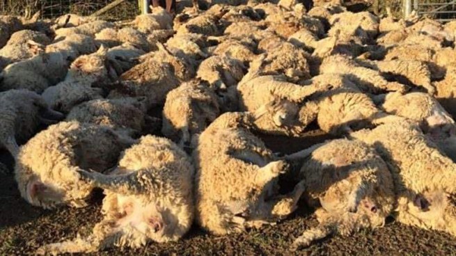 Молния убила более 50 овец на севере Греции