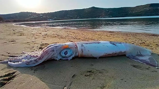 Гигантского кальмара выбросило на берег острова Кеа