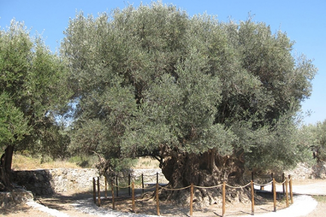 Документальный фильм о древнейшем оливковом дереве Греции