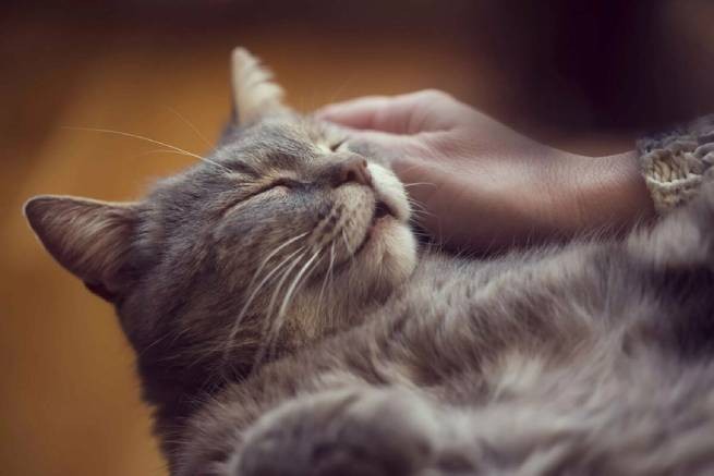 Это интересно: 8 проявлений кошачьей любви