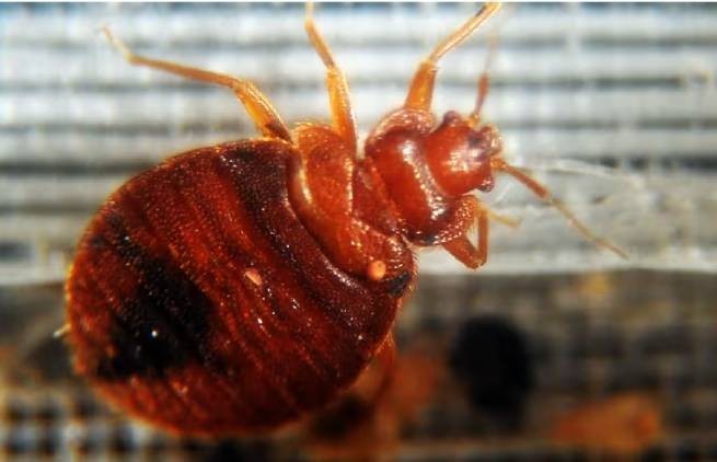 Bedbugs are now in Athens - a wing of a famous hotel is closed (video)