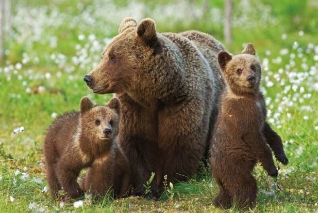 Скандальные убийства бурых медведей в Греции