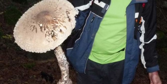 Ксанти: гриб размером с зонтик