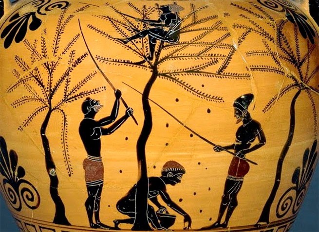 Сбор оливок: древнегреческая чернофигурная амфора, 520 г до н.э.