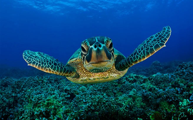 Черепахи Каретта-каретта лучше размножаются в отсутствие туристов