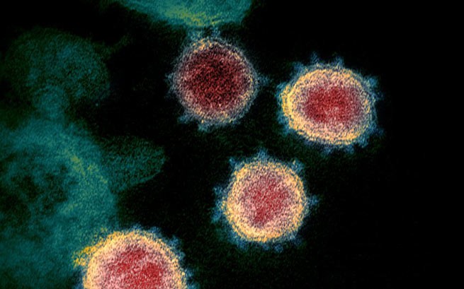 Исследование показывает, что Т-клетки от простуды могут обеспечить защиту от Covid-19