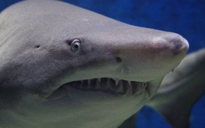 Новое нападение акулы в Египте: хищница откусила руку девушке