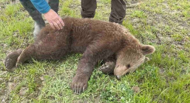 Медведицу, попавшую в незаконную охотничью ловушку, освободили