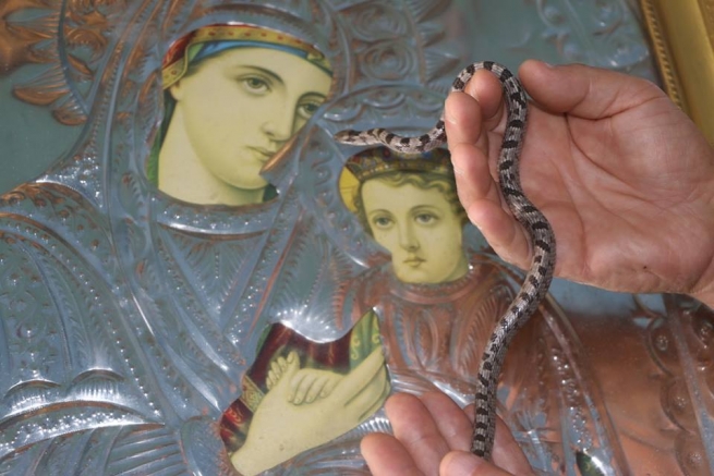 Церковь пригласит серпентолога изучить «чудо теплокровных змей» в Греции