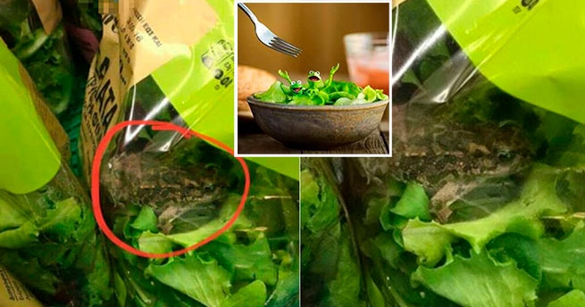 Живую лягушку нашли в салате известной в Греции сети супермаркетов