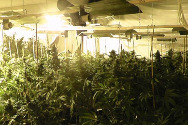 сады марихуаны