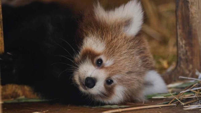 В зоологическом парке Аттики родилась редкая красная панда