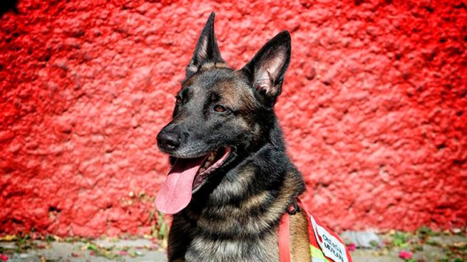 Протео, собака-спасатель, погибла при исполнении служебных обязанностей в Турции