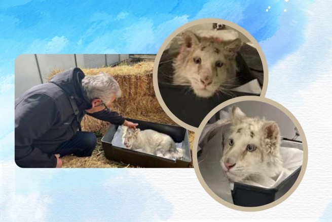 Белый тигренок: комитет из 12 ветеринаров вынесет вердикт