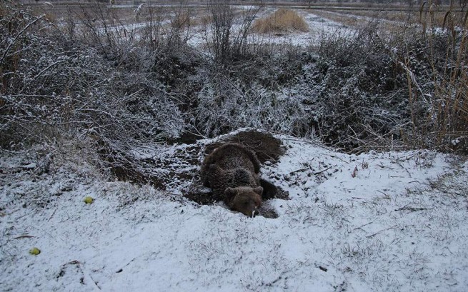 Раненный медведь выжил после четырех дней в ловушке