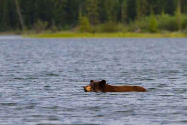 Жара: водоплавающий…  медведь