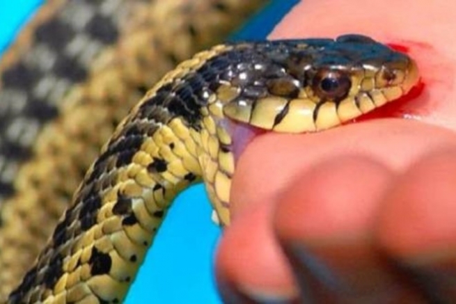 Греция: 190 укусов змей в год