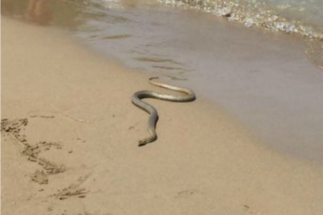 Змея устроила панику на греческом пляже
