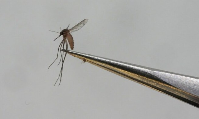Комары угрожают общественному здоровью: они переносят вирус Западного Нила, малярию и лихорадку денге