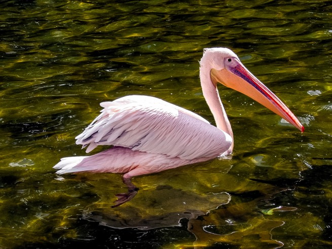 Розовые пеликаны и бакланы укрылись от непогоды в порту г. Салоники