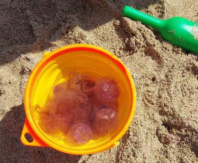Не повторять, опасно: пурпурных медуз собирают в ведерки купальщики