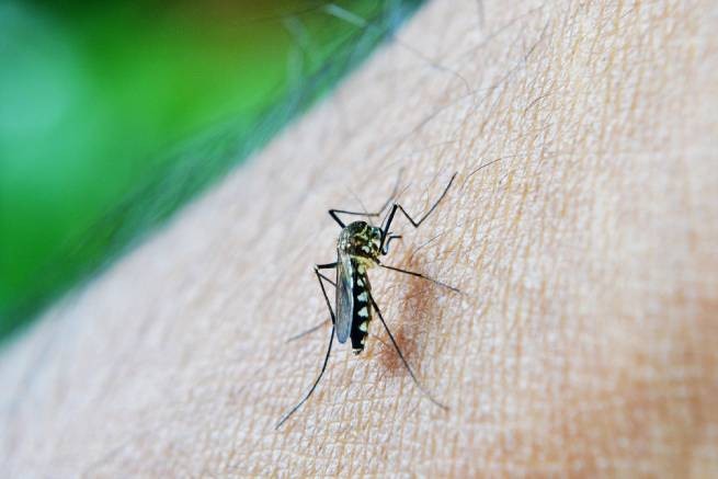 Почему вас так любят комары