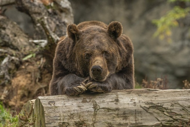 Голодный медведь бродит в окрестностях Салоников - предупреждение муниципалитета