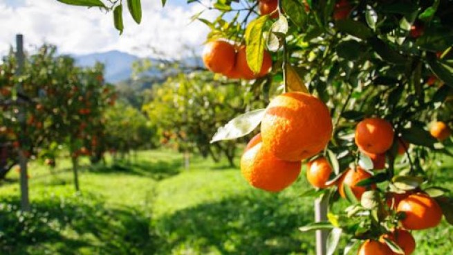 Набег на апельсиновые рощи: украдено 12 тонн цитрусовых