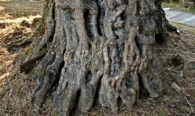 Оливковые деревья – «старожилы» получат опеку