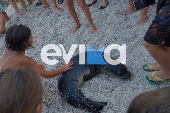 Эвия: тюлень, появившийся на пляже, удивил отдыхающих