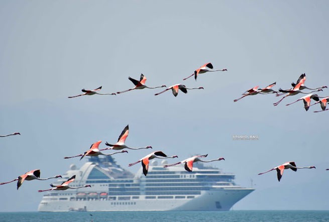 Впечатляющие снимки: десятки фламинго прилетели в Нафплио
