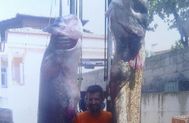 Греция: поймана рыба, тянущая на рекорд Гиннесса