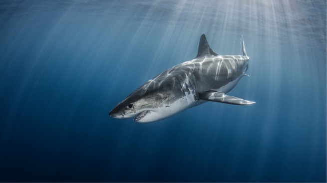 Белую акулу, находящуюся под защитой, поймали и разделали на о. Наксос