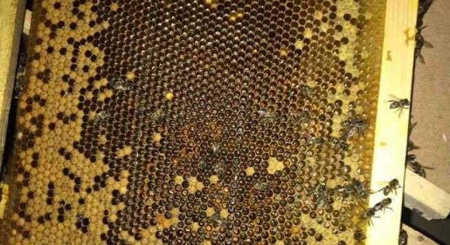 Украина: «Укрпошту» в Закарпатье оккупировали пчелы, владелец отказывается их забирать