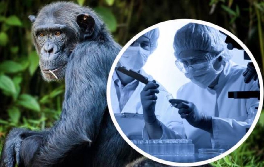 Маски для вечеринок животных шимпанзе Латекс Полный горилла обезьяна обезьяна