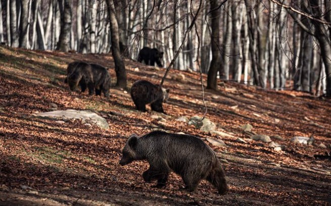 Арктурос: Пять медведей выпущены в дикую природу