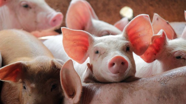 В Серресе выявлен случай африканской чумы свиней