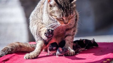 США: улицы  «самого крысиного» города взяли под контроль кошки
