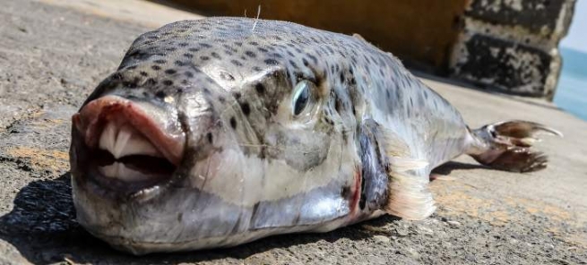 Рыба-кролик: новая «напасть» залива Малиако