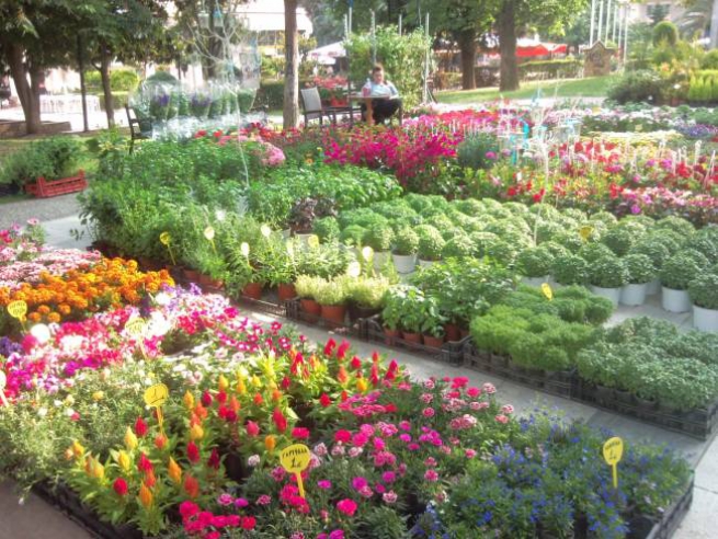 Весенняя выставка цветов в Кифисье