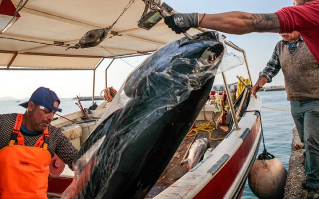 Рыбаки из Наксоса поймали 300 килограмм тунцов